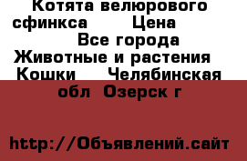 Котята велюрового сфинкса. .. › Цена ­ 15 000 - Все города Животные и растения » Кошки   . Челябинская обл.,Озерск г.